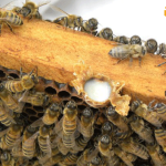 ژل رویال زنبور عسل چگونه ترشح می‌شود؟