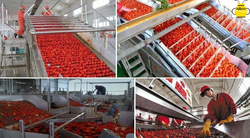 تولید رب گوجه در کارخانه